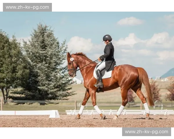 前瞻马术——开启你的骑乘未来